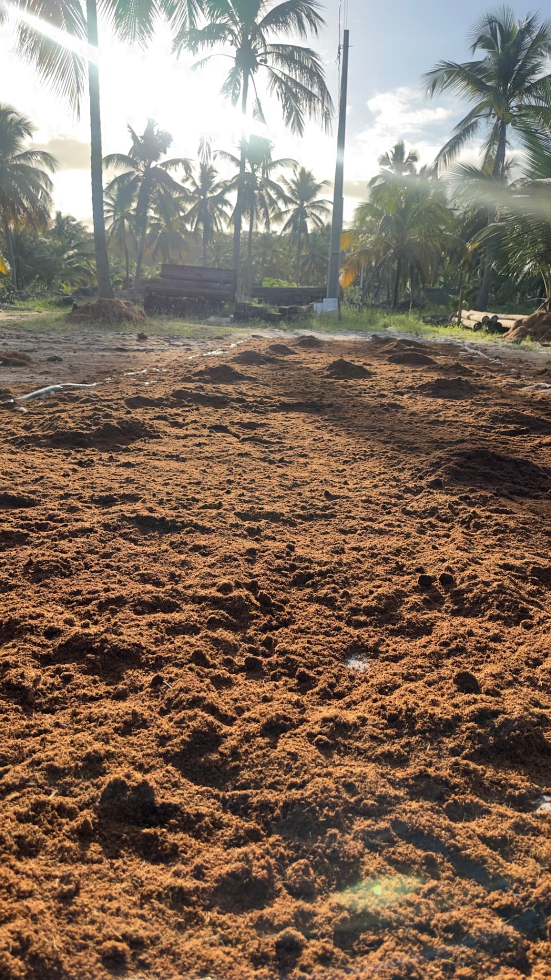 Pó de coco secando ao sol com coqueiros ao fundo